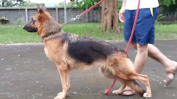 V Honda vom Louis Kennel