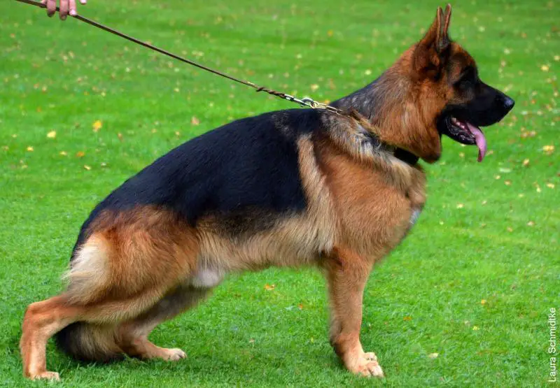 VA 2 (PL) Lampio di Serbio Feetback