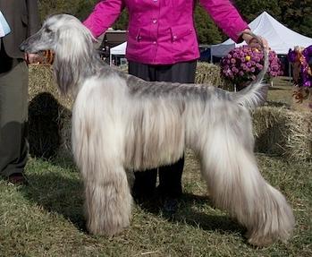 GCH CH (AKC) Excel Dream Chaser
