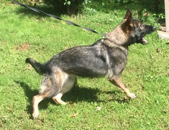 Queen von der Alte Baum