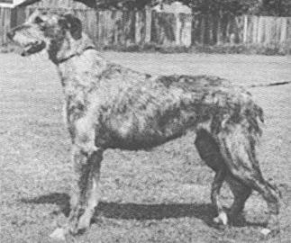 Sulhamstead Morna of Eaglescrag