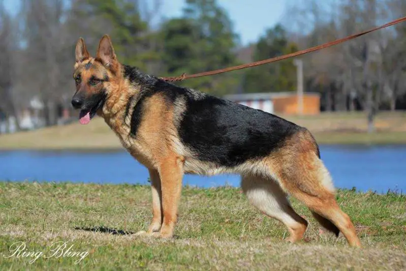 Priya vom Alt-Ostland