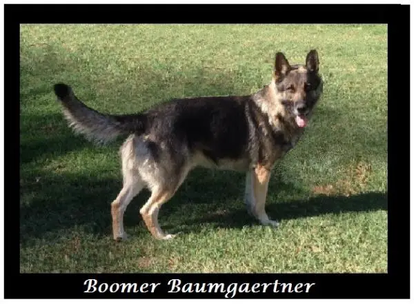 Boomer Baumgaertner