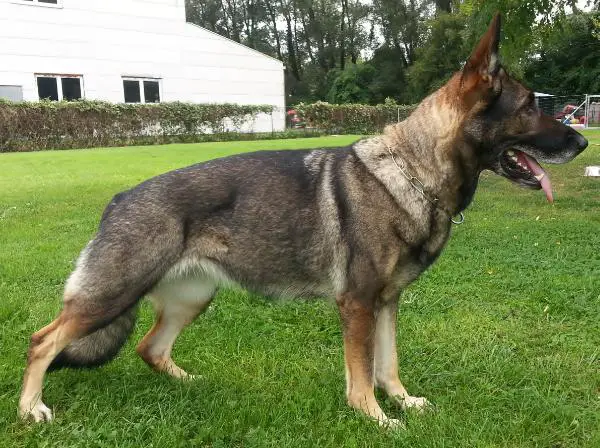 SG Quenta von der Wenzelskirche