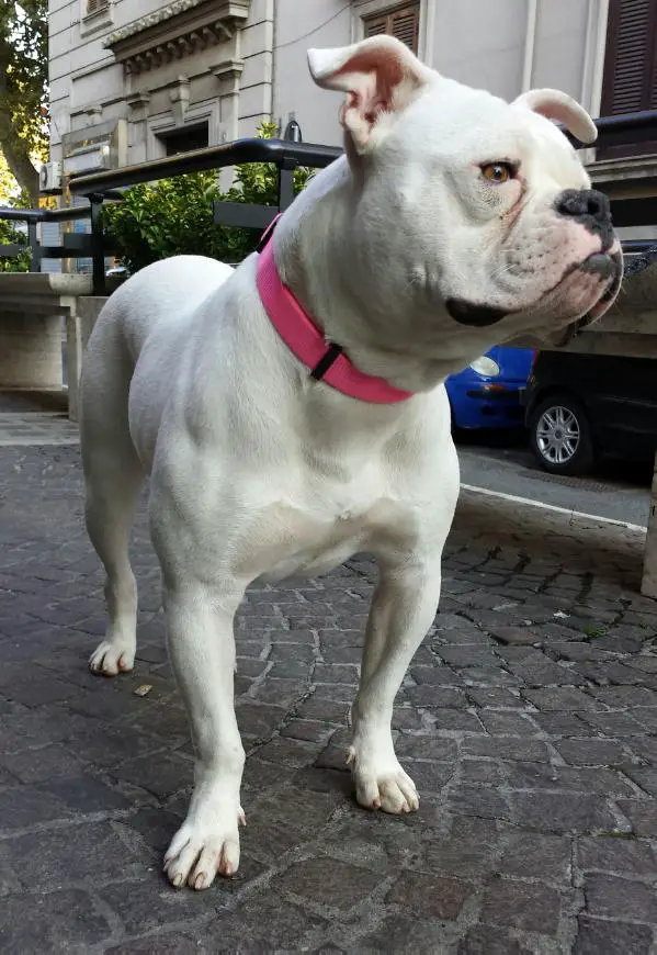 Bulldog Clan Vanna Blanca of Massimo