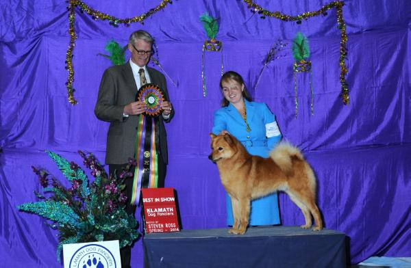 GCH, CH Dv9k9'S alaskan winter wilderness