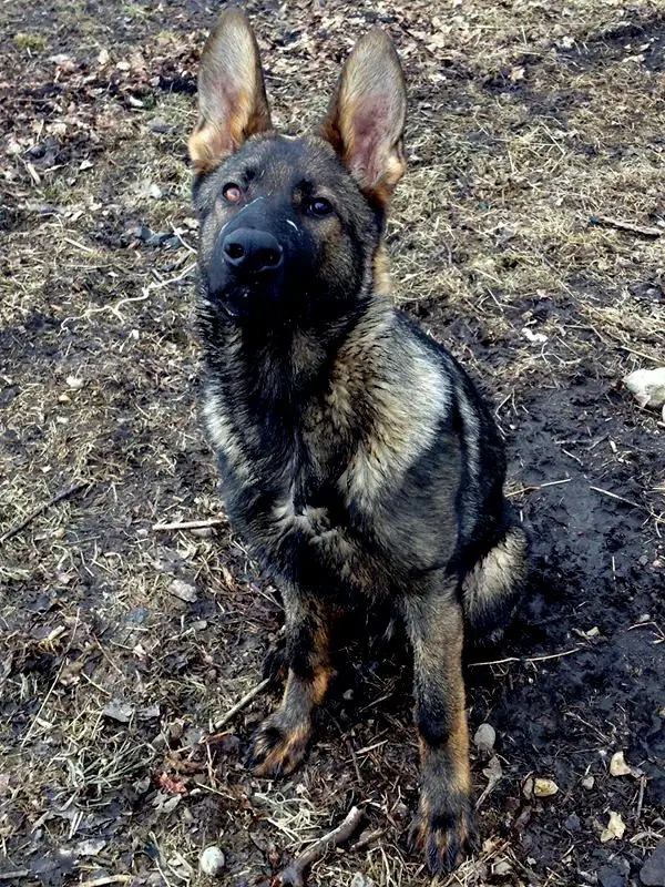 Pilot Von Hollenhund