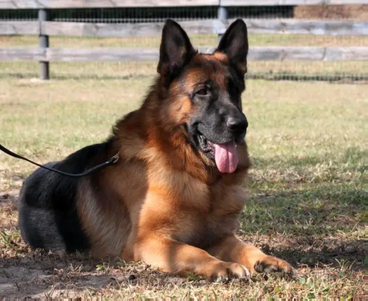 Einstein vom Glöckner Haus