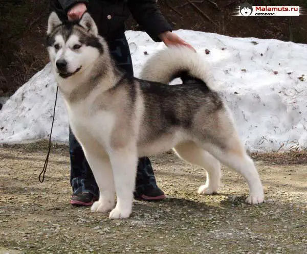 Akamute Mia Canadian