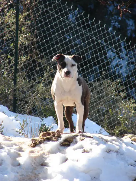 belem du sarmizegetusa regia