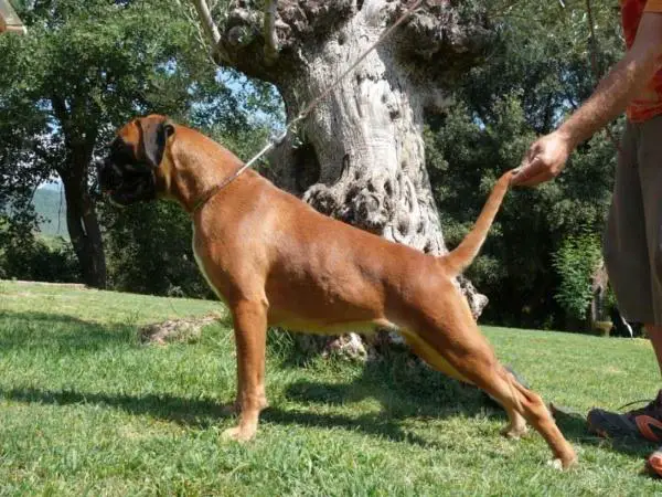 Orisha de Castell Pagès