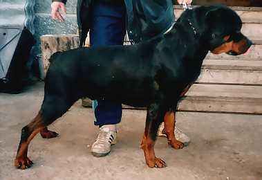 Danjo v.d. Runderkraal