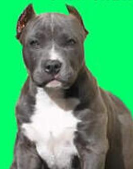 Kimberly New Kraftfeld