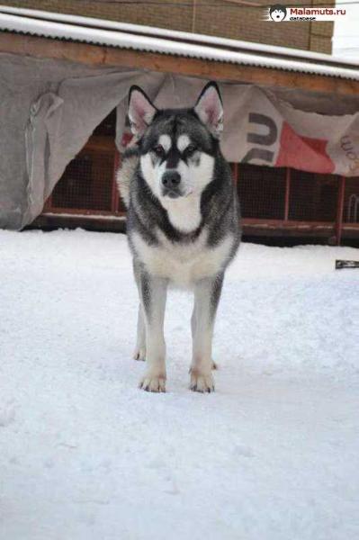 Ais Shambala Sneznaja Luna