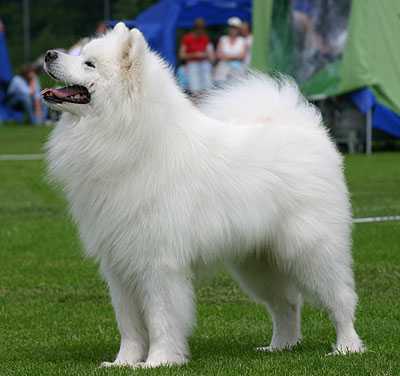 VITKIND'S JEREVAN Jr.OF OSKAR