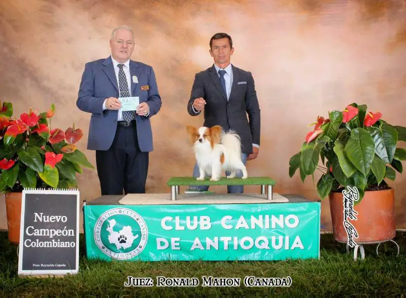 ChCo. JCo. Dante Delescondite Kennel