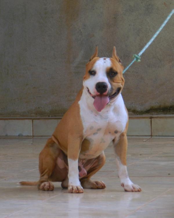 Amstaff Camarilha Theocles the Shadow