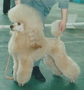 RUS CH Abrikos iz Doma Tajur