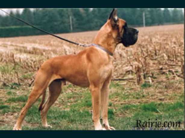 CH Joy des Terres de la Rairie