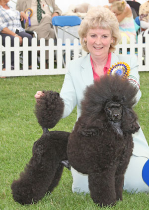 ENG CH, CRUFT WINNER Michandy Trick Or Treat
