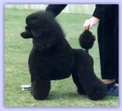 ENG CH Minarets Stars In Her Eyes