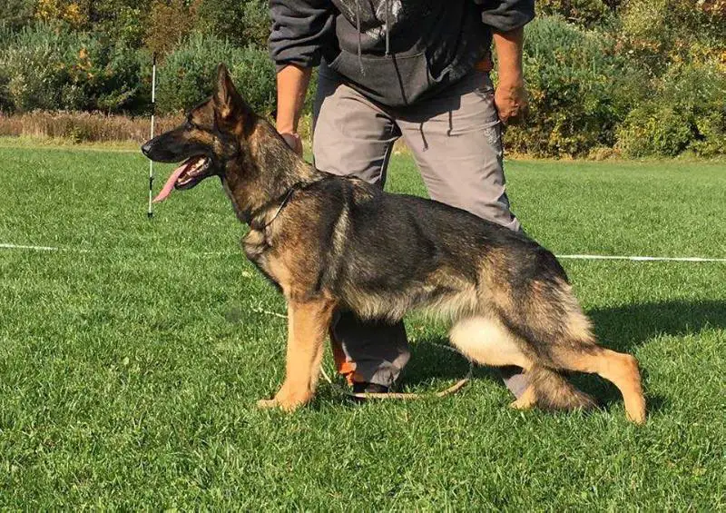 V Jezebel vom Rebel Yelle