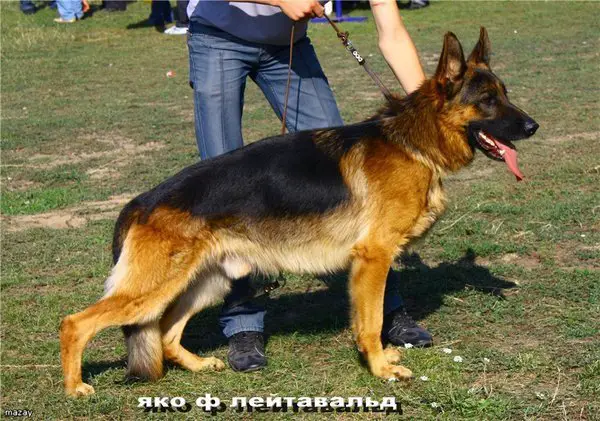 SG (KZ) Yako vom Leithawald