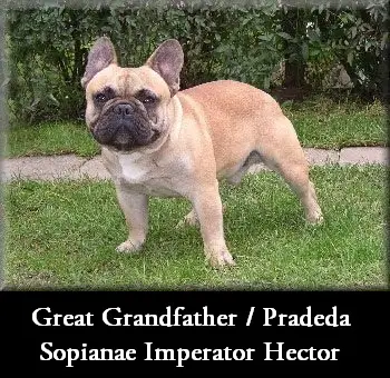 Sopianae Imperator Hector
