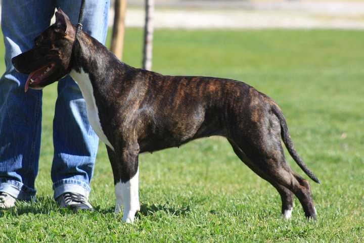 The Southern Ruffian Dusk Tiger