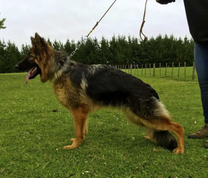 2015 GSD LONG COAT PUPPY OF THE YEAR - NZ CHAMPION Xena vom Volkerson A.I. DNA proven
