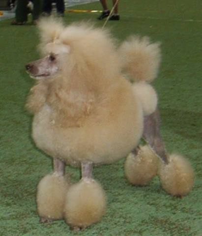 INT CH Barclay Lyca Wild Attraction