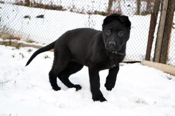 Calibra aus der Familie Schwarz