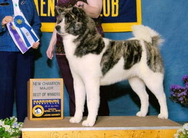 AKC CH J & G's Reign Of Fire
