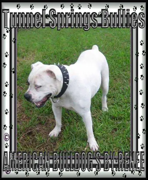 Tunnel Springs Bullies Petie