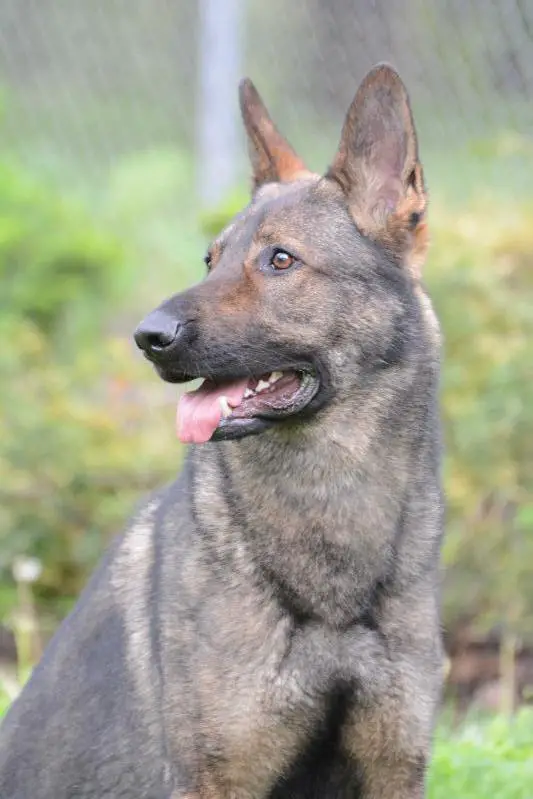 Eick vom Eichen Antrieb