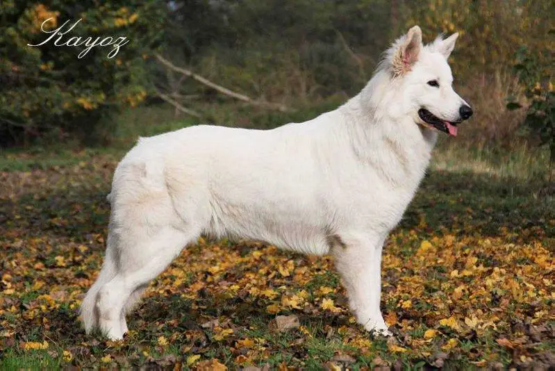 X-citing X-factor de Kupal Kuyen