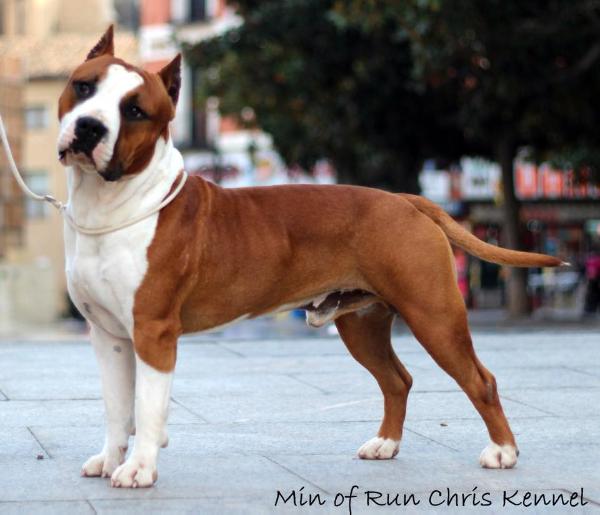 Min of Run Chris Kennel