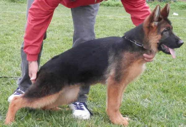 Ghana del monte Saraceno