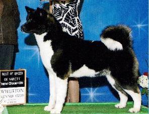 AKC CH Ringside's Beautiful Nightmare At Crest