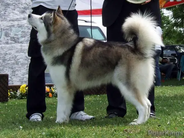 JCH,CH Polar Kings Nanuq's Inuito