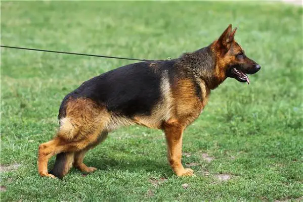 V, CH J KAZ Ursus 2 Iz Belogo Jara