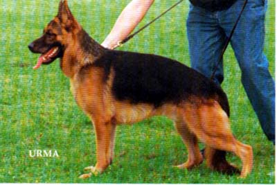 V Anschy vom Arberblick