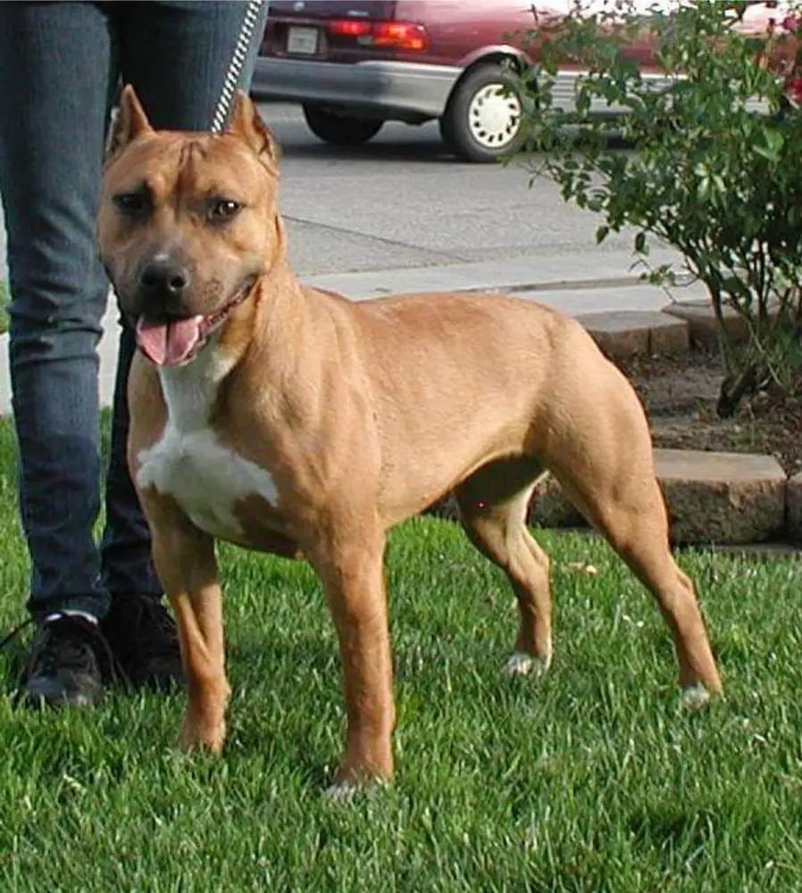 UWP CH 'PR' LCalderon Larum's Laramie Lacy