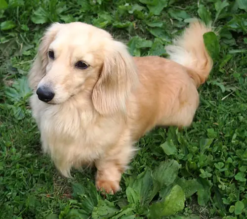 K Dachs Sir Lancelot ML