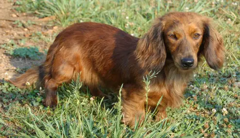 Cedar Creeks Lady of Venus ML