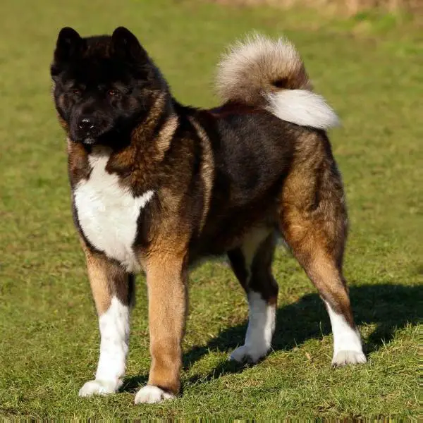 JCH CH Katei Sayajin Razzil Darkbrew