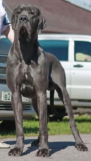 2013 Jr Vice-World CH, RKF CH De Fionix Earl Grey