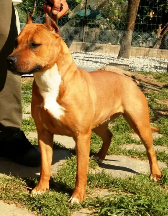 De Paco XZ Dickies Luna Rossa