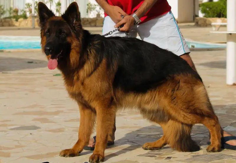 CAC Zico vom funken spiel