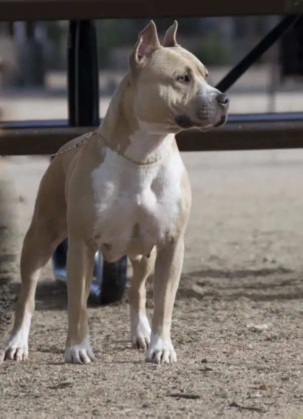 GCh AKC, Ch UKC, IntCh Canyon's Beyond The Wildflowers